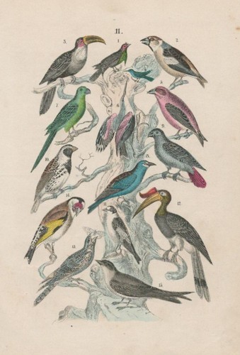 Paradiesvogel kernbeisser - paradiesvogel,,