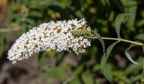 Blühsträucher sorten - sorten, –
