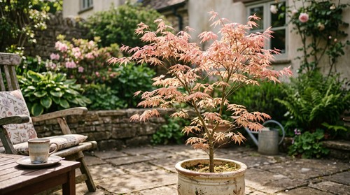 80002701 acer palmatum - acer,