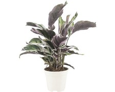 Korbmarante FloraSelf Calathea