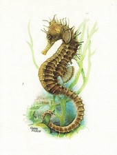 Seepferdchen Seenadelartige - Kunstdruck-Bild - 25,5 x 17,5 cm (e)