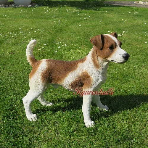 Jack russell terrier - russell,