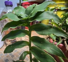 Variegated Green fast grower