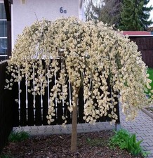 Salix caprea Pendula hängende Kätzchenweide Weide Stamm Stämmchen versch. Größen
