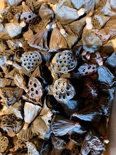 100 Getrocknete Lotosblüten mini 3-5cm naturfarben im 100st. Trockenblumen 