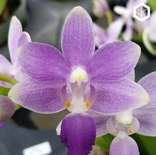 Phalaenopsis summer rose - summer, 'blue