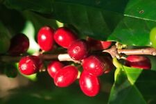 Arabica Kaffee Coffea arabica Kaffeebaum 10 Samen