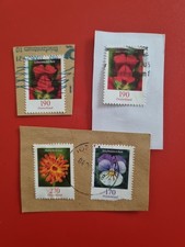 Löwenmäulchen, Habichtskraut, Stiefmütterchen