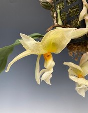 duft Orchidee Stanhopea ruckeri, groß /warm Versand