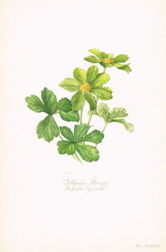 Hacquetia epipactis