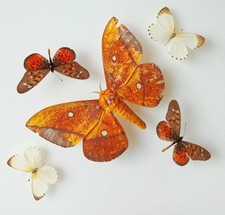 Schmetterling motte - ,
