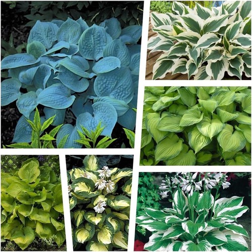 Hosta hybriden kollektion - x,