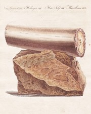 1800 - Elefant Stoßzahn Elfenbein elephant tusk ivory Bertuch Kupferstich