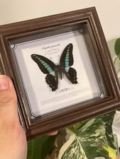 Graphium sarpedon