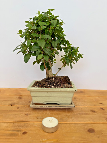 Bonsai zimmerbonsai - bonsai,
