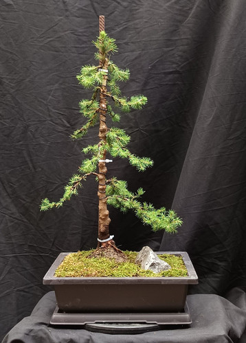 Pre bonsai zuckerhutfichte - pre-bonsai,