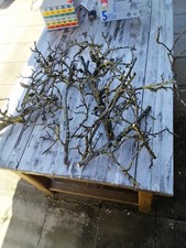 Floristik Apfelbaum Äste vermooste, basteln Holz, Näste,Kränze Umzugkarton voll