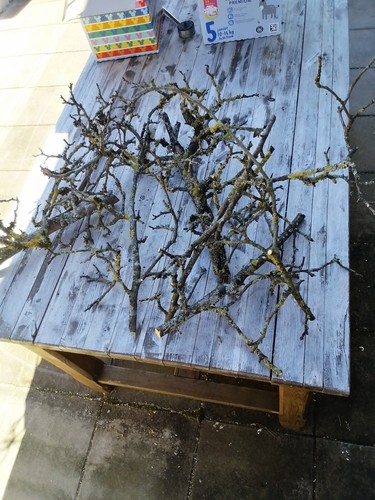 Floristik apfelbaum äste - apfelbaum,