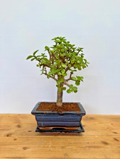 Zimmerbonsai Bonsai Jadebaum