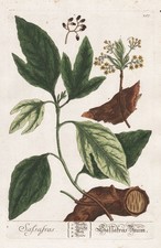 Sassafras baum fenchelholzbaum - baum,