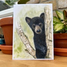 Schwarzbär Jungtier Tierwelt