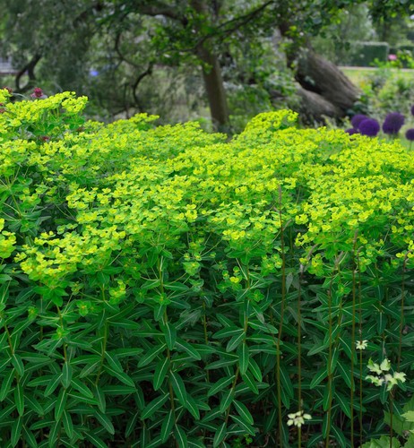 Hohe wolfsmilch euphorbia - -,