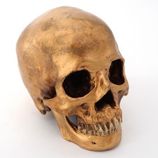 menschliches Schädel Modell