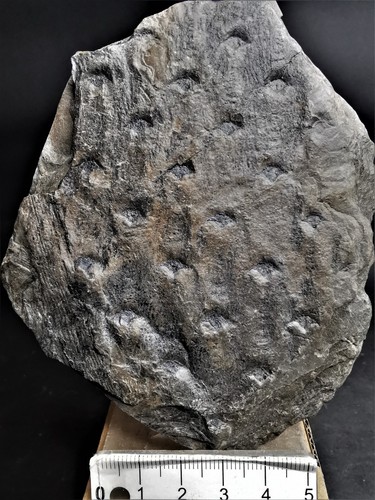 Lepidodendron volkmannianum - ,