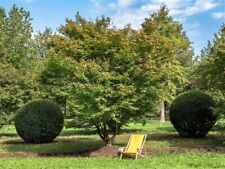 Acer palmatum  /  japanischer