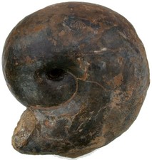 Dogger Bullatimorphites