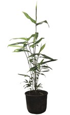 Riesenbambus phyllostachys - riesenbambus,