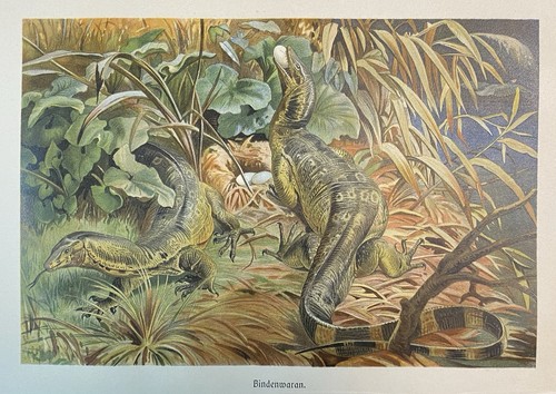 Originalgrafik fauna - originalgrafik,