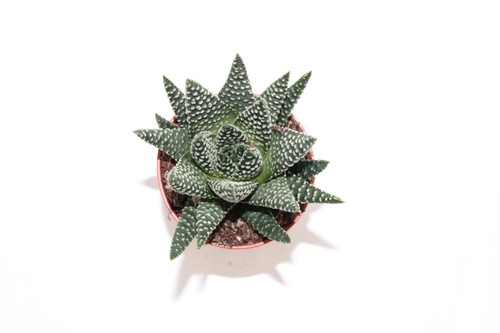 Haworthia pumila royal albert - pumila,