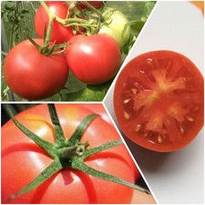 15 Samen Polska Malinowy Tomatensamen Malinowka Tomaten Pflanzen Saatgut Gemüse