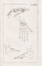 Skelett skeleton bones Fuß Medizin medicine Kupferstich engraving Wilhelm 1800