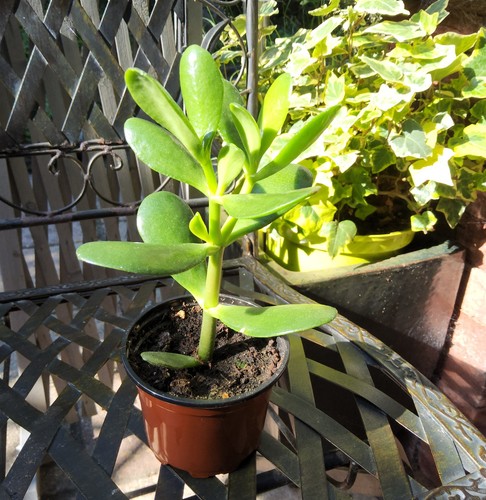 Crassula ovata geldbaum feng - crassula,