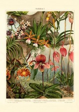 Orchideen I. historischer