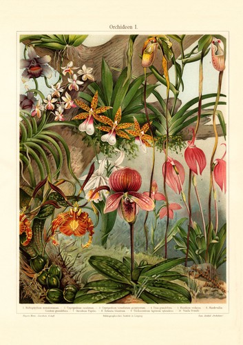 Orchideen historischer - i.,