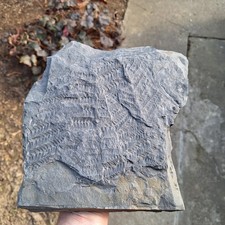 Pflanze, Abdruck Samenfarns