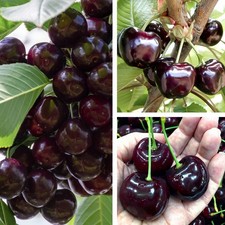 Süßkirsche 'Burlat' SEHR