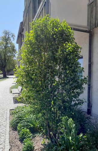 Amelanchier alnifolia obelisk - amelanchier,