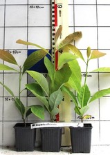 Magnolia officinalis  - seltene chinesische  "Apotheker" - Magnolie