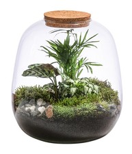 Terrarium Flaschengarten DIY Set Urwald 8-teilig 3 Pflanzen inkl. Glas, Dehner