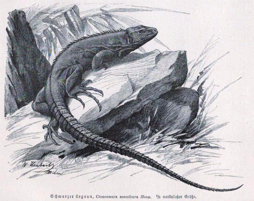Schwarzer leguan ctenosaura - schwarzer, leguan,