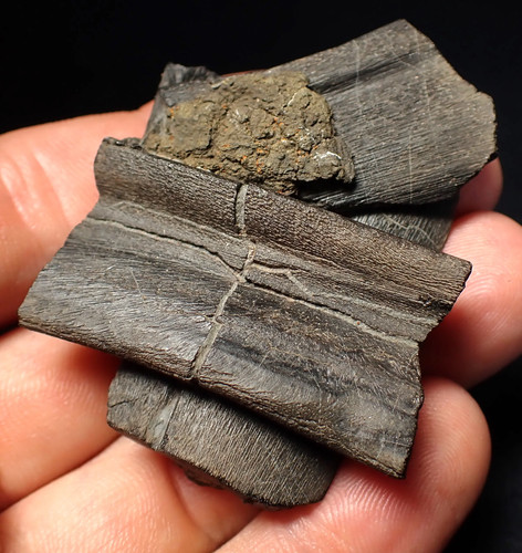 Fossil ichthyosaurier - fossil,
