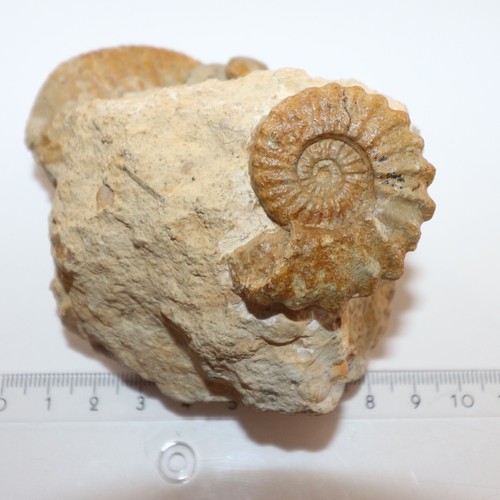 Stufe mit epipeltoceras - stufe,