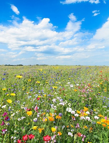 Wildblumen samen - wildblumen,