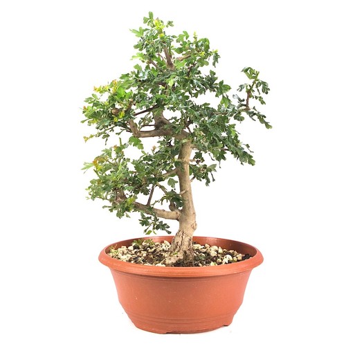 Pre bonsai ungefüllter - pre-bonsai,