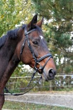 Trense Reithalfter Classic WB