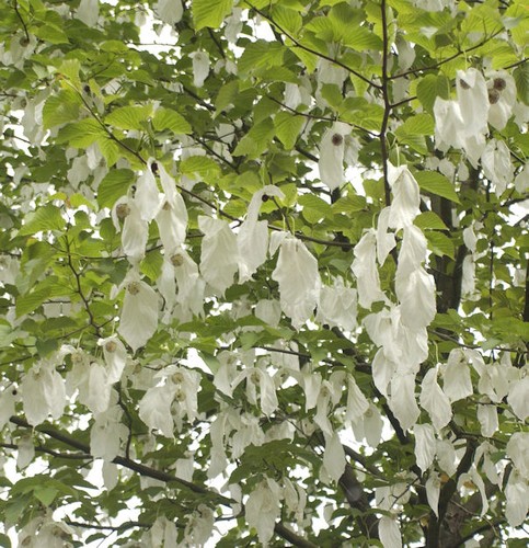 Taubenbaum taschentuchbaum - taubenbaum,